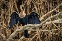 084 Tarcoles, slangenhalsvogel